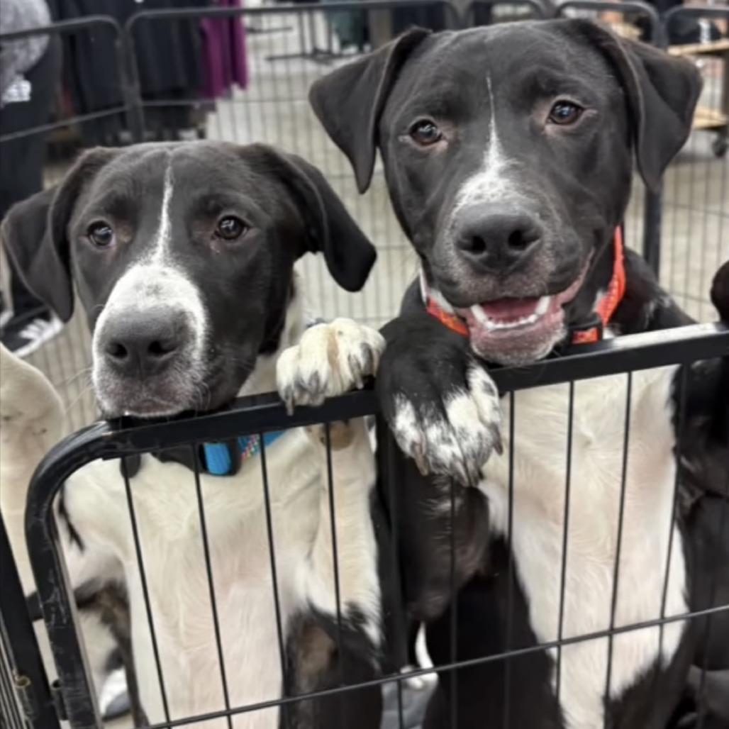 Claudia, Adoptable, Young Female Black Labrador Retriever & Pit Bull Terrier.