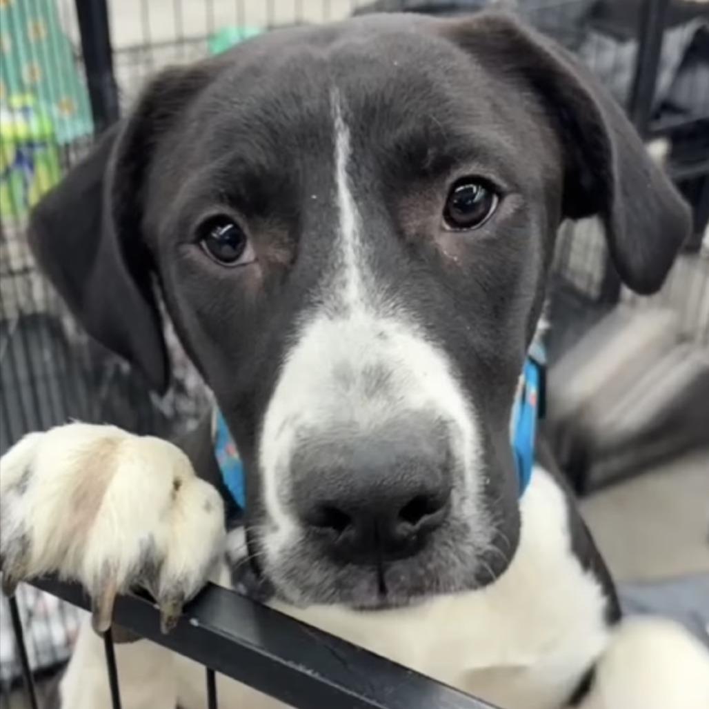 Enlarge Claudia, a Adoptable mixed breed in Mooresville, IN image 2/6