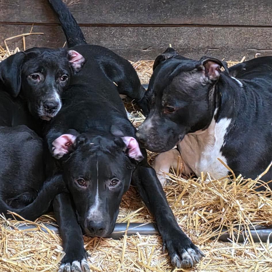 Enlarge Claudia, a Adoptable mixed breed in Mooresville, IN image 3/6
