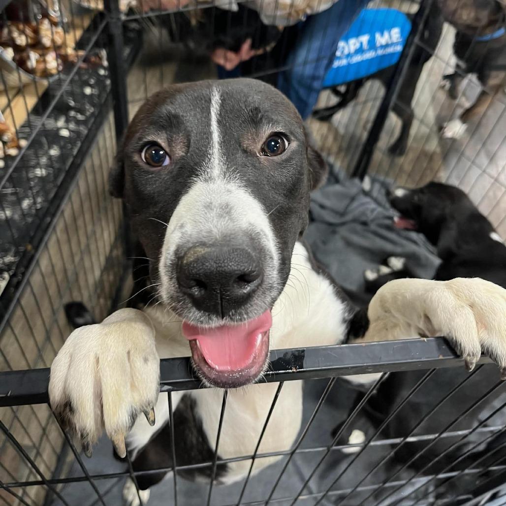 Enlarge Claudia, a Adoptable mixed breed in Mooresville, IN image 4/6