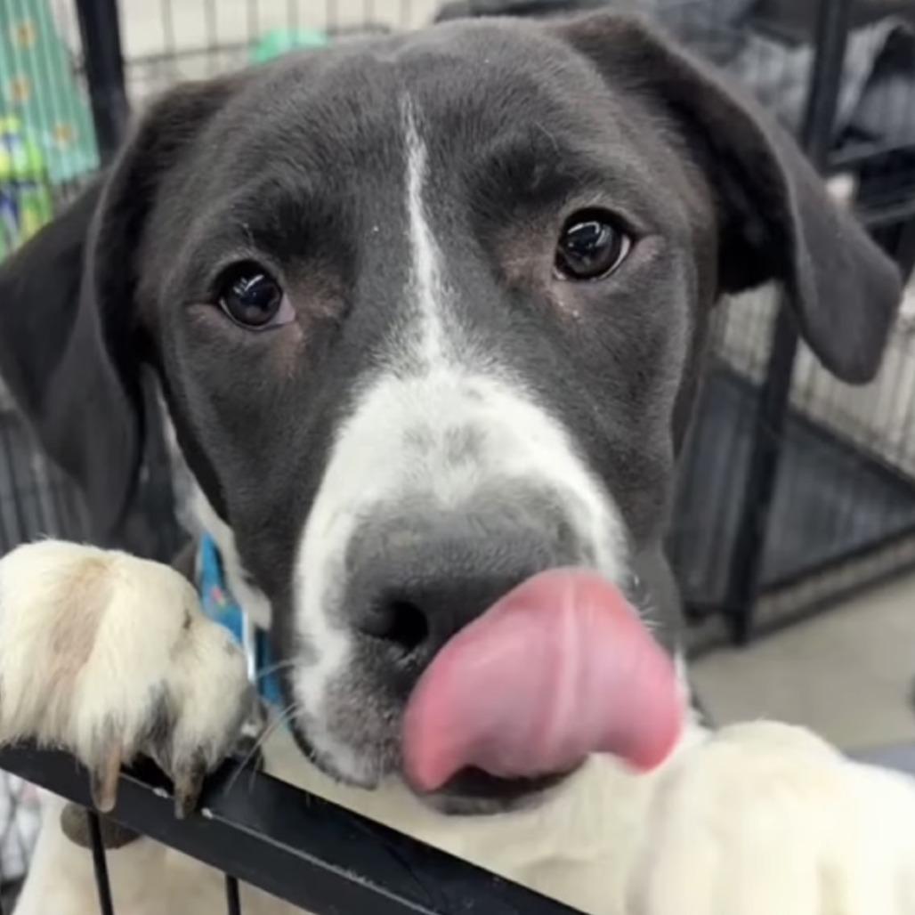 Enlarge Claudia, a Adoptable mixed breed in Mooresville, IN image 5/6