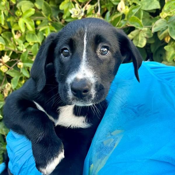 Cataria, Adoptable, Puppy Female Siberian Husky.