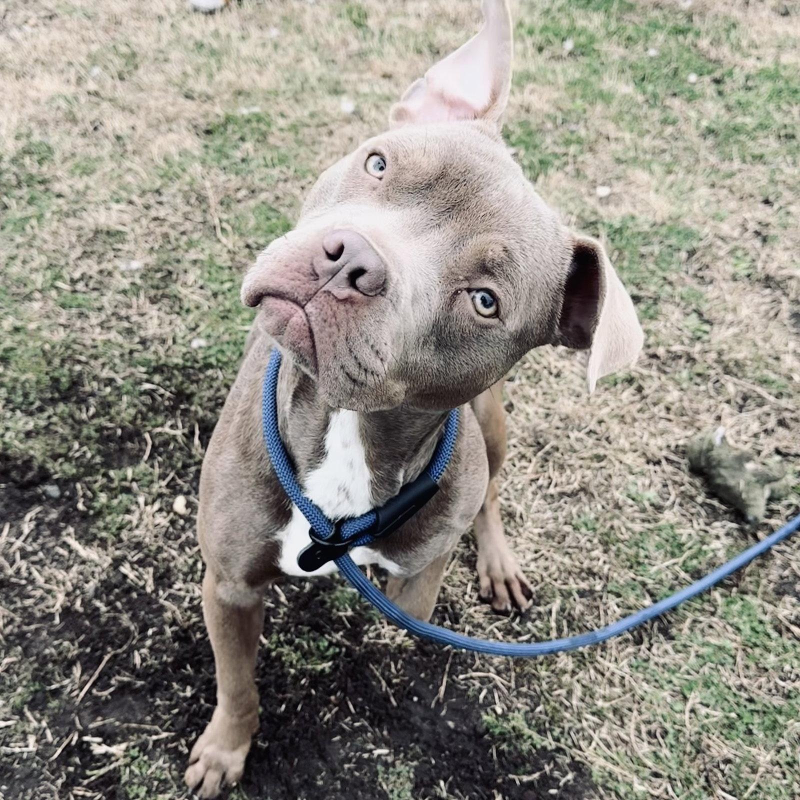 Hopper, Adopted, Young Male Pit Bull Terrier.