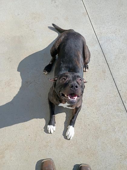 Enlarge Miss Sparkles, a Adoptable mixed breed in Beatrice, NE image 1/3