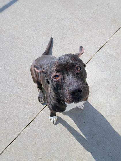Enlarge Miss Sparkles, a Adoptable mixed breed in Beatrice, NE image 2/3