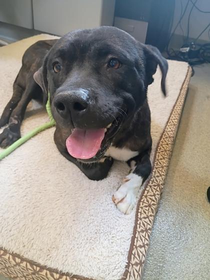 Enlarge Miss Sparkles, a Adoptable mixed breed in Beatrice, NE image 2/3