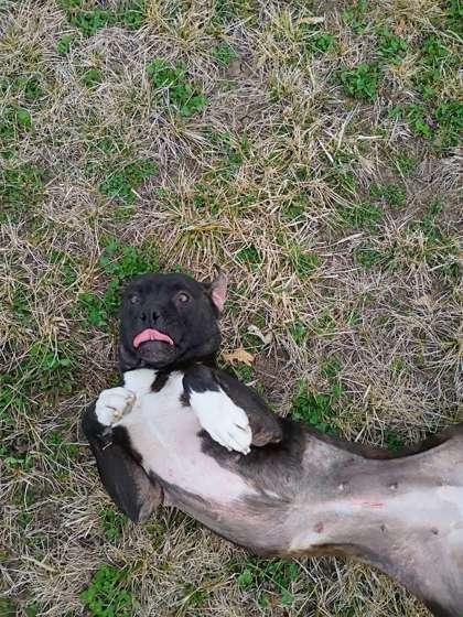 Enlarge Miss Sparkles, a Adoptable mixed breed in Beatrice, NE image 2/3