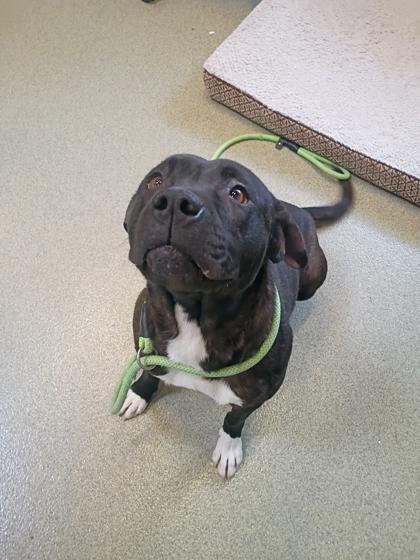 Enlarge Miss Sparkles, a Adoptable mixed breed in Beatrice, NE image 3/3