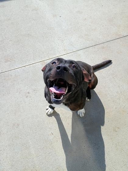 Enlarge Miss Sparkles, a Adoptable mixed breed in Beatrice, NE image 3/3