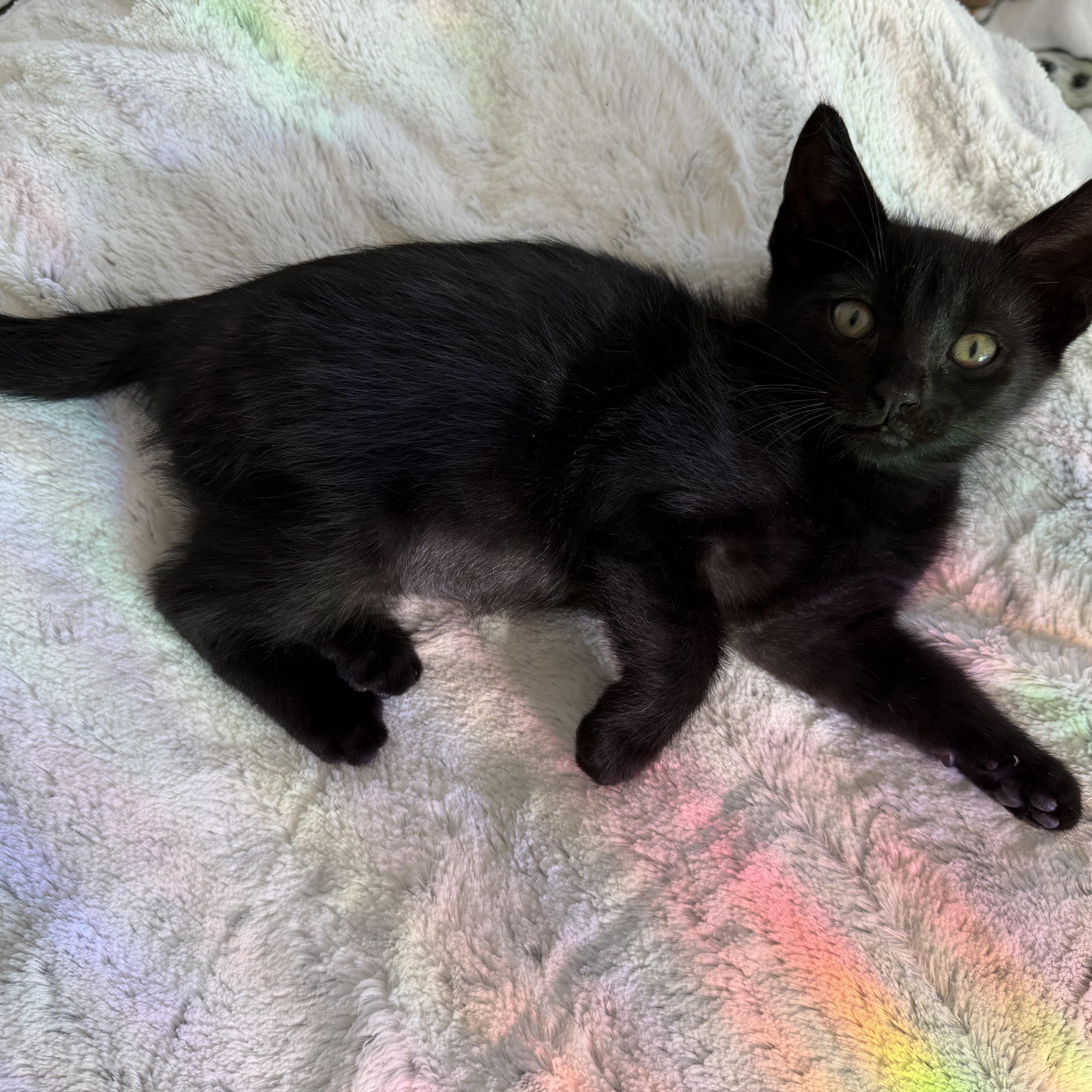 Demetrius, a Adoptable mixed breed in Moriches, NY image 2/5
