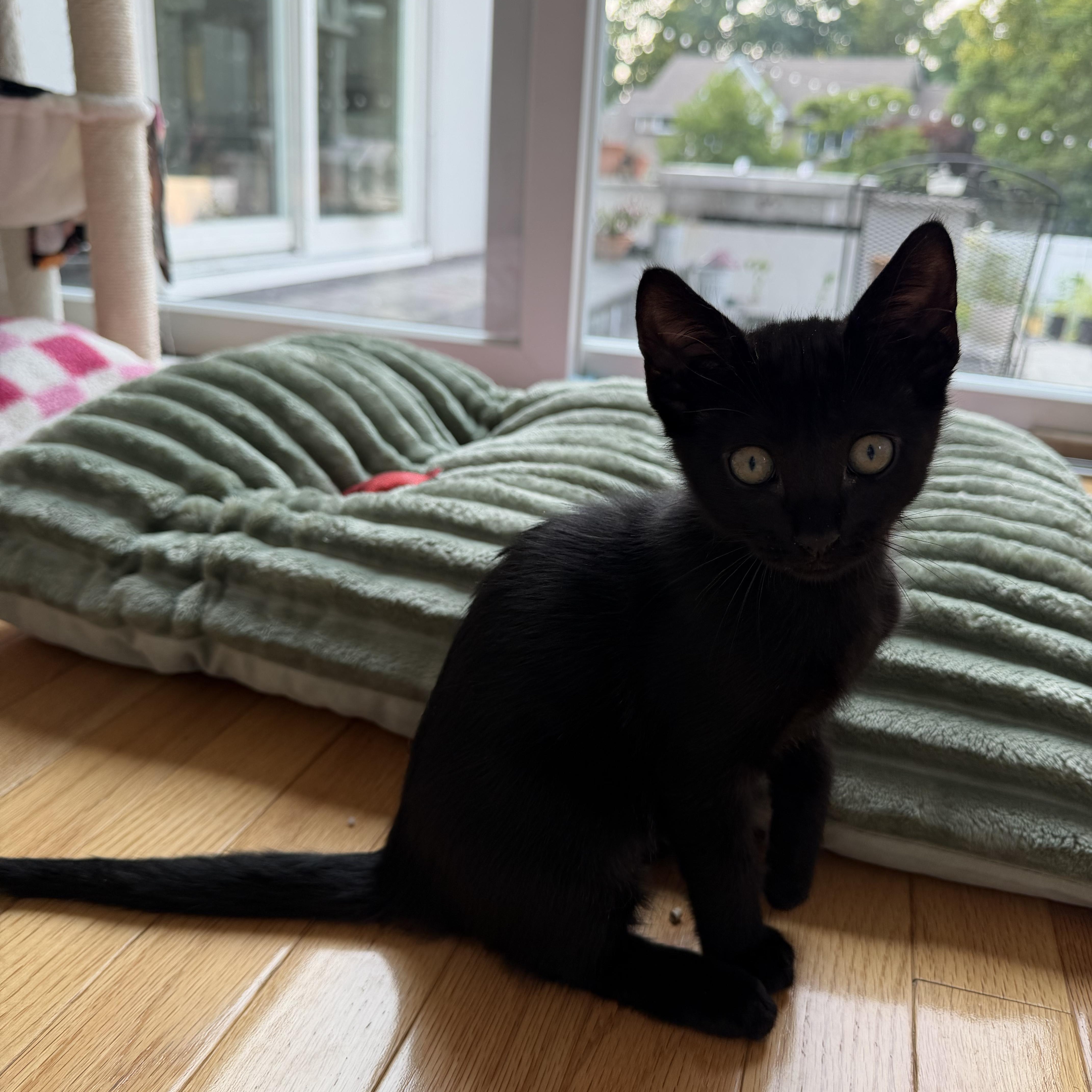 Demetrius, a Adoptable mixed breed in Moriches, NY image 5/5
