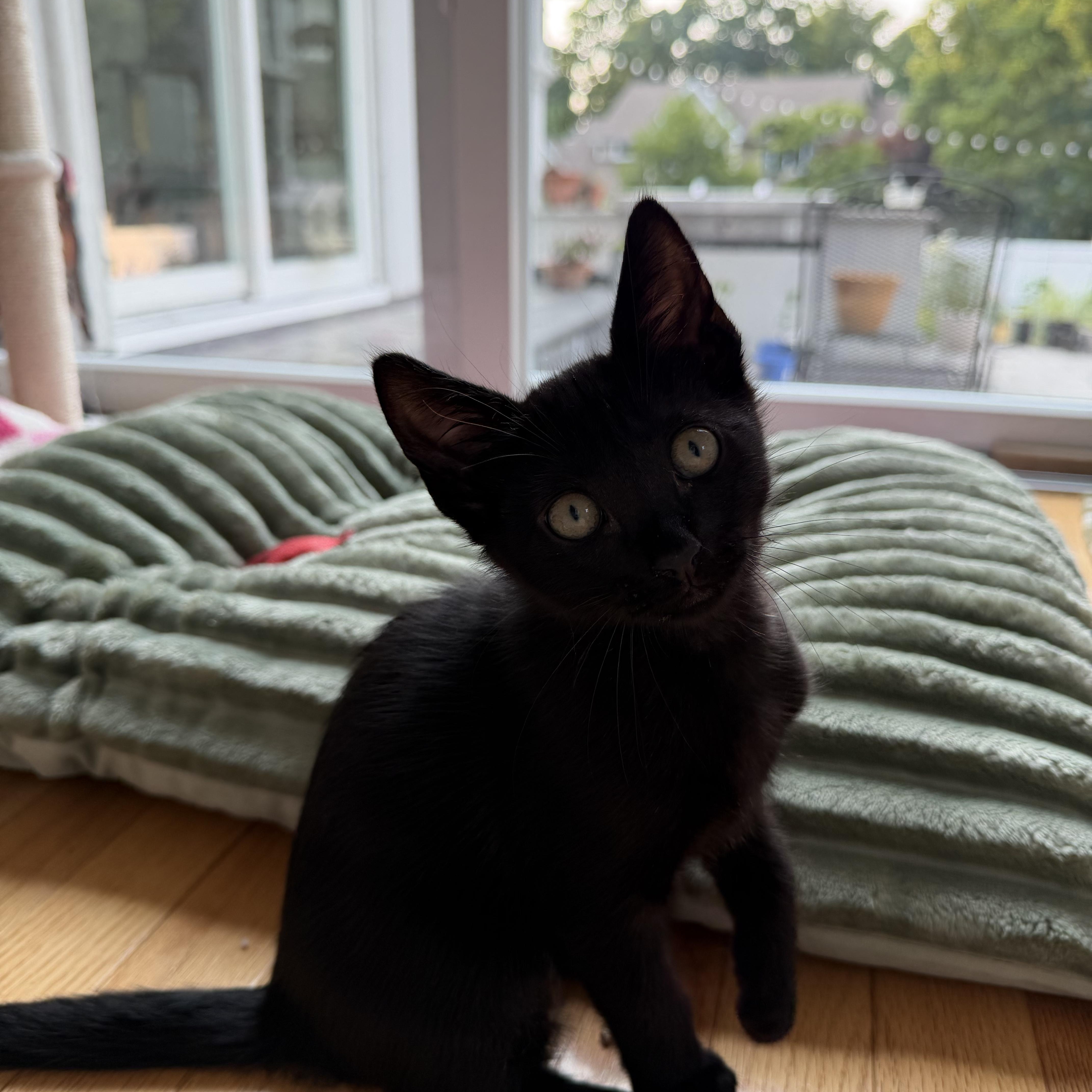 Demetrius, Adoptable, Kitten Male Domestic Short Hair.