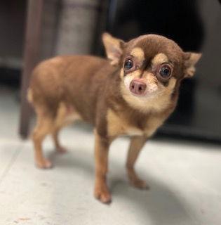Enlarge Olive {COMING SOON}, a Adopted Chihuahua in Nashville, TN image 1/1