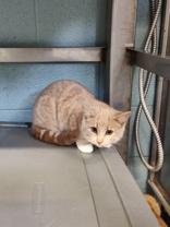 Chipotle, an adoptable Domestic Short Hair in Boyne City, MI, 49712 | Photo Image 1