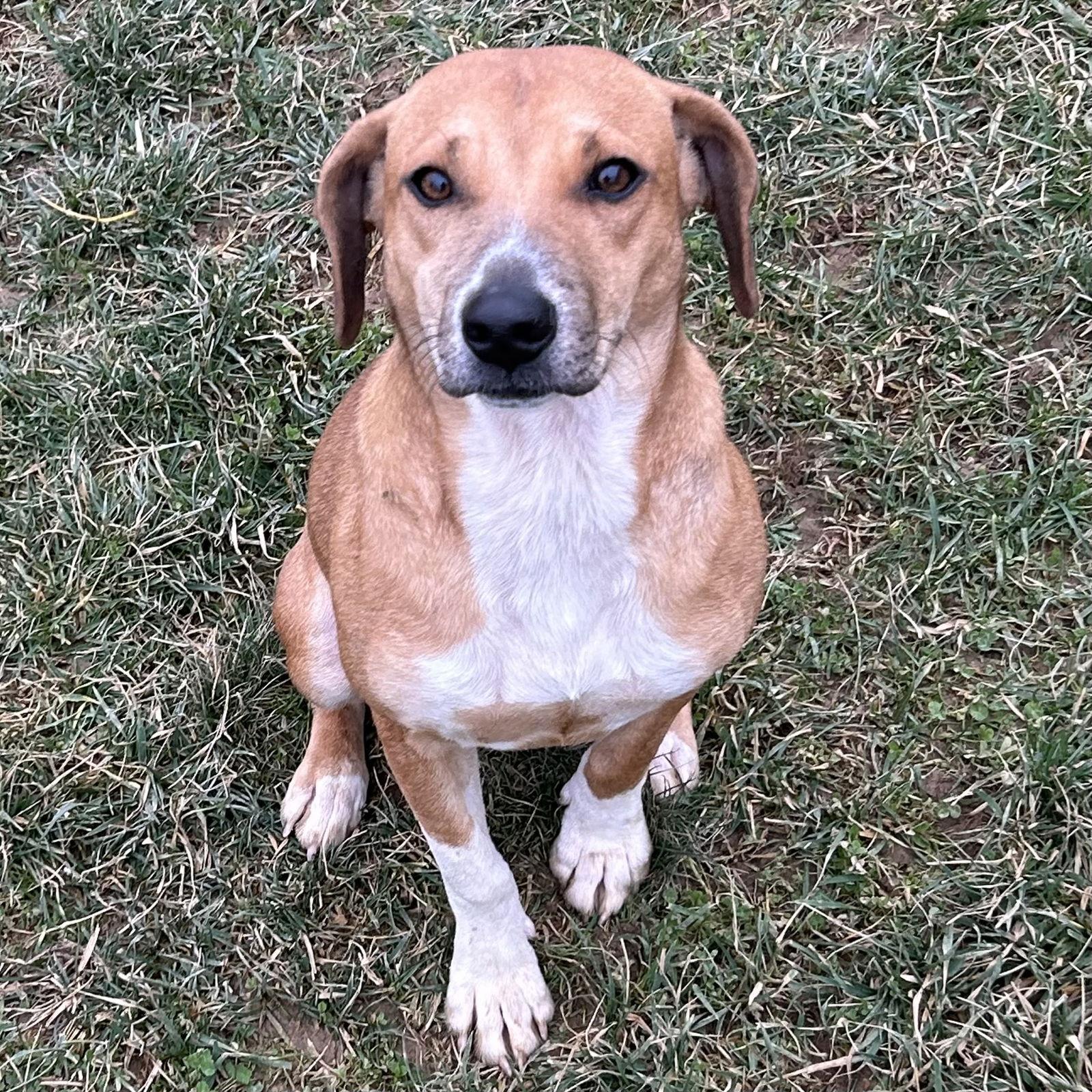 Enlarge Tinsel 2025, a Adoptable mixed breed in Norwood, OH image 1/3