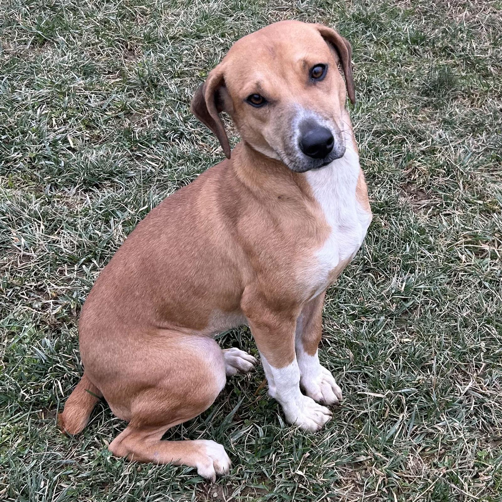 Enlarge Tinsel 2025, a Adoptable mixed breed in Norwood, OH image 2/3