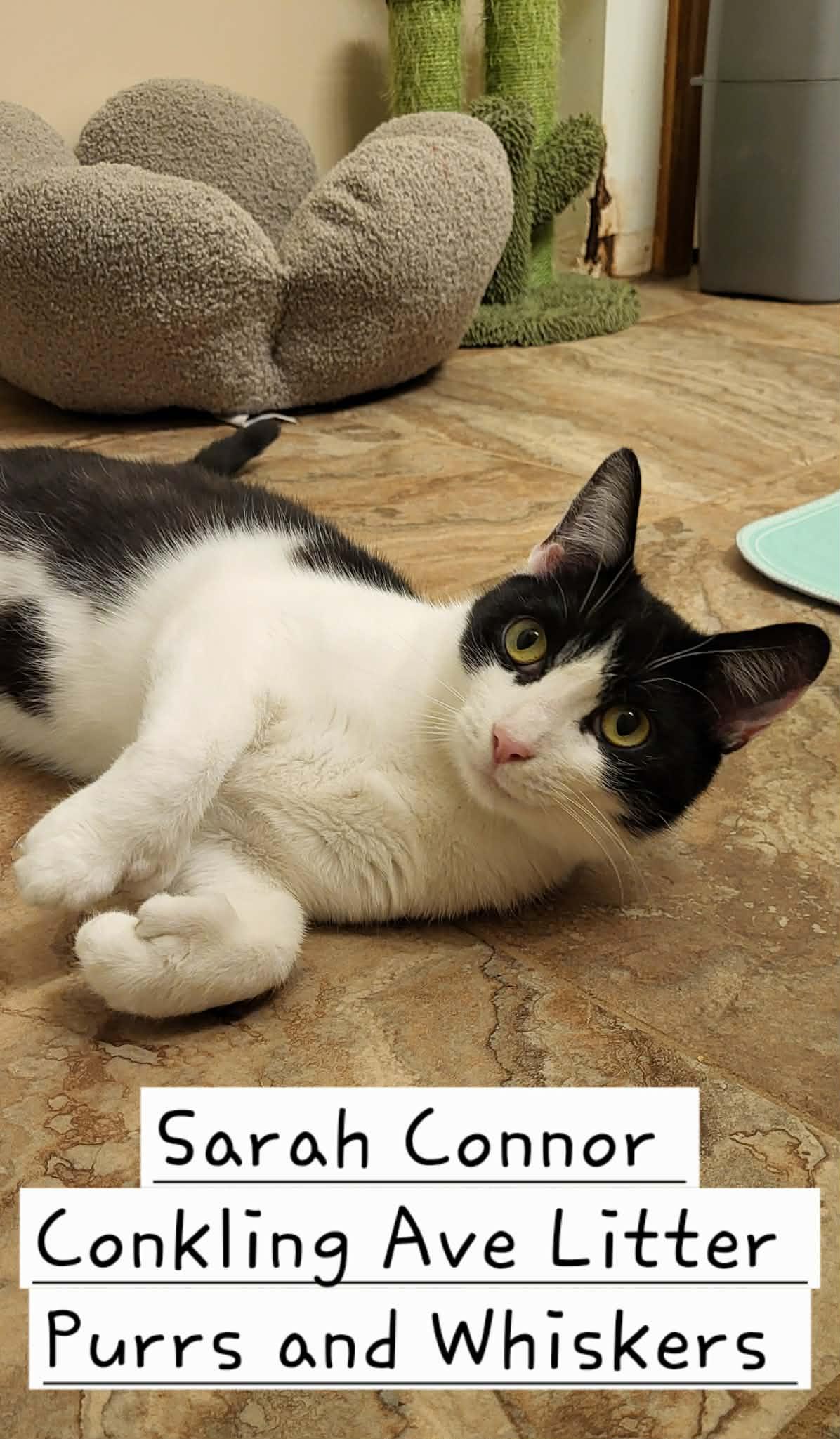 Enlarge Sarah Connor, a ADOPTABLE Domestic Short Hair in New Hartford, NY image 1/1