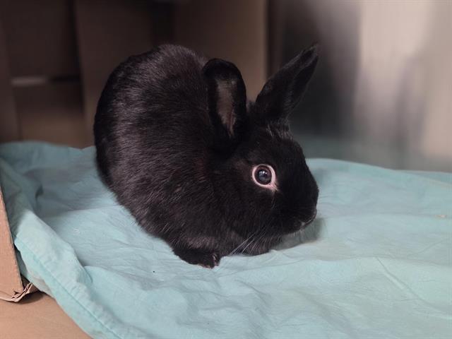 CAPTAIN CARROTS, Adoptable, Adult Female Bunny Rabbit.