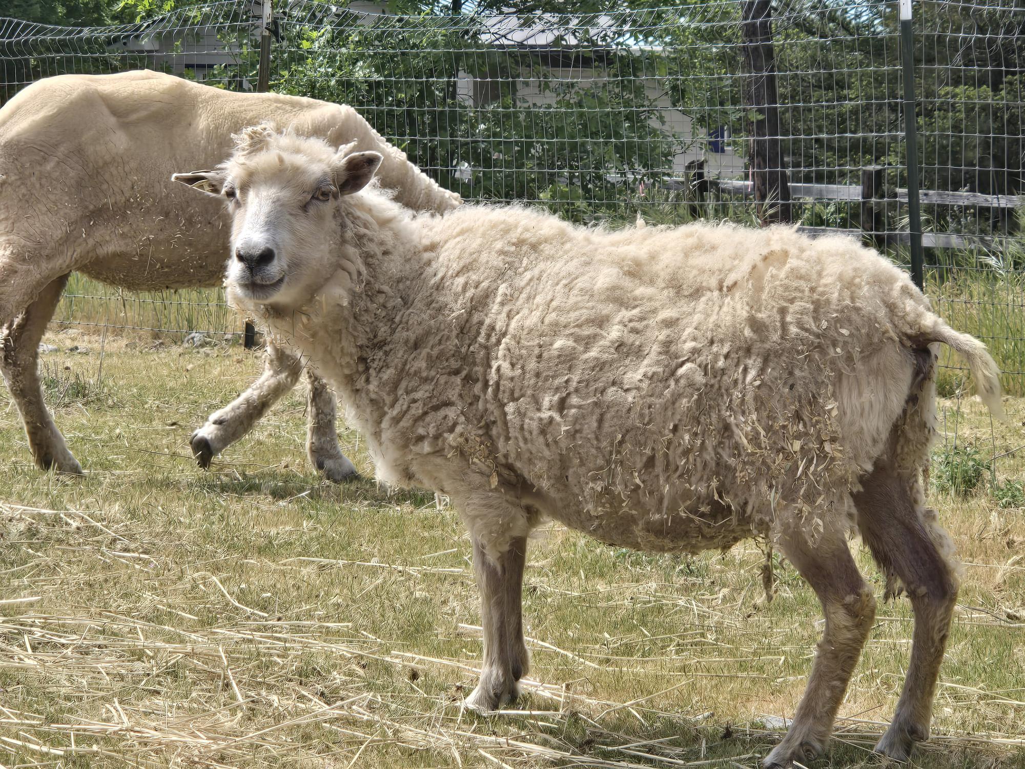 Enlarge Three Woolly Souls, a Adoptable mixed breed in Jacksonville, OR image 4/6