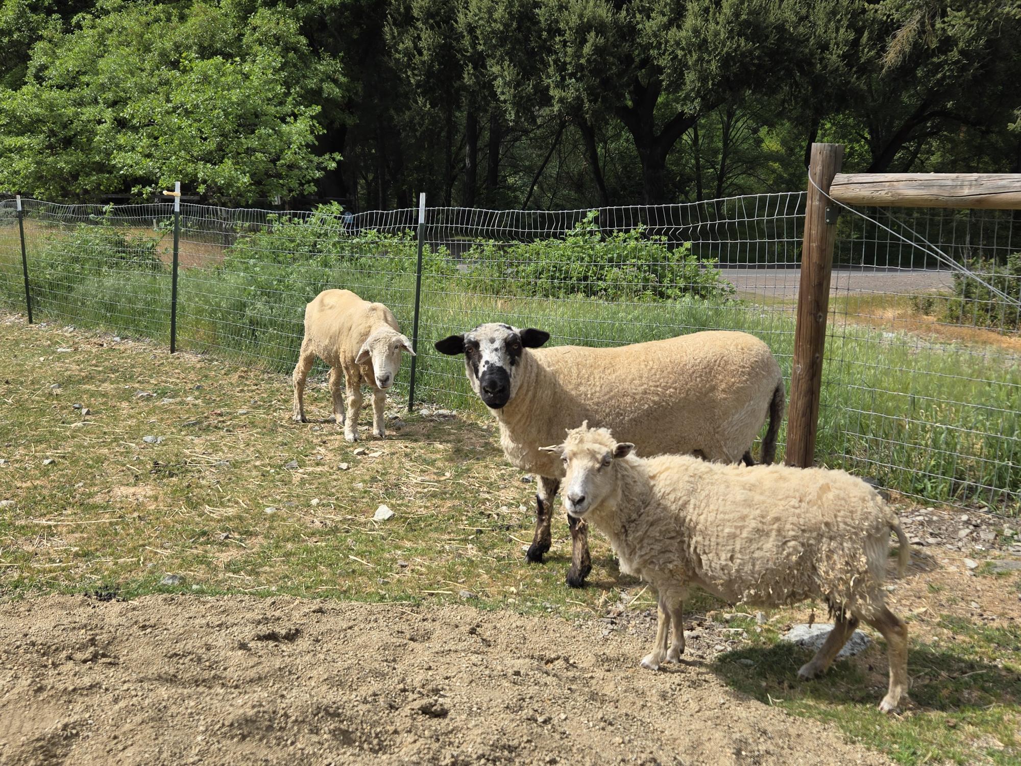 Enlarge Three Woolly Souls, a Adoptable mixed breed in Jacksonville, OR image 1/6