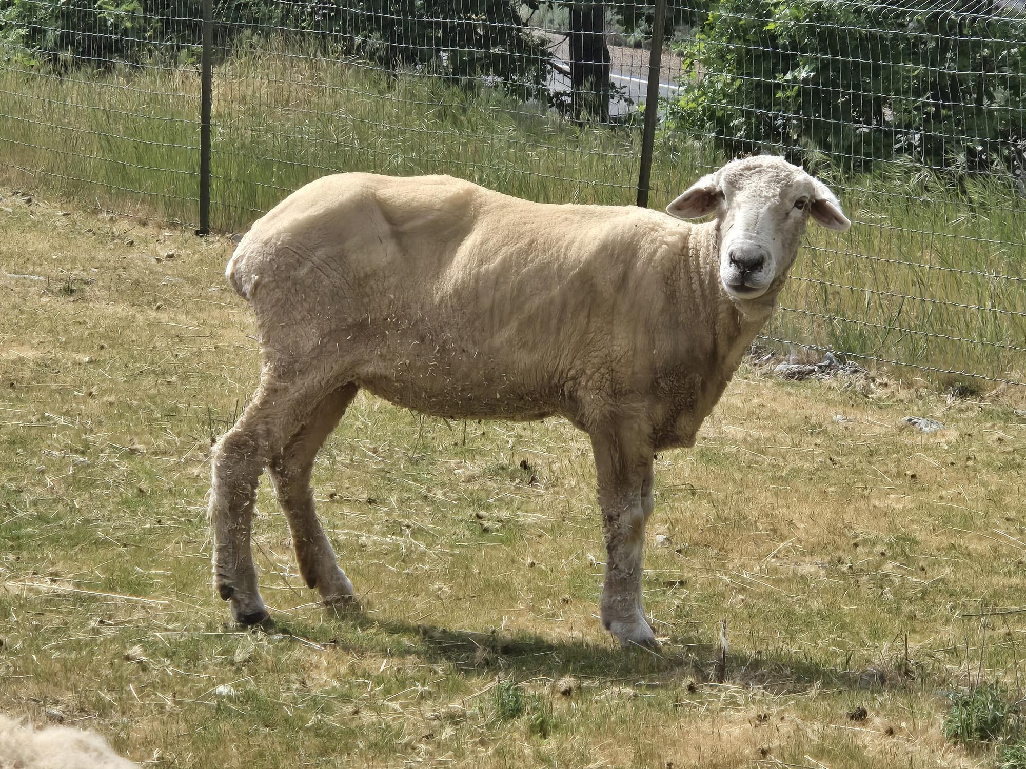 Enlarge Three Woolly Souls, a Adoptable mixed breed in Jacksonville, OR image 6/6