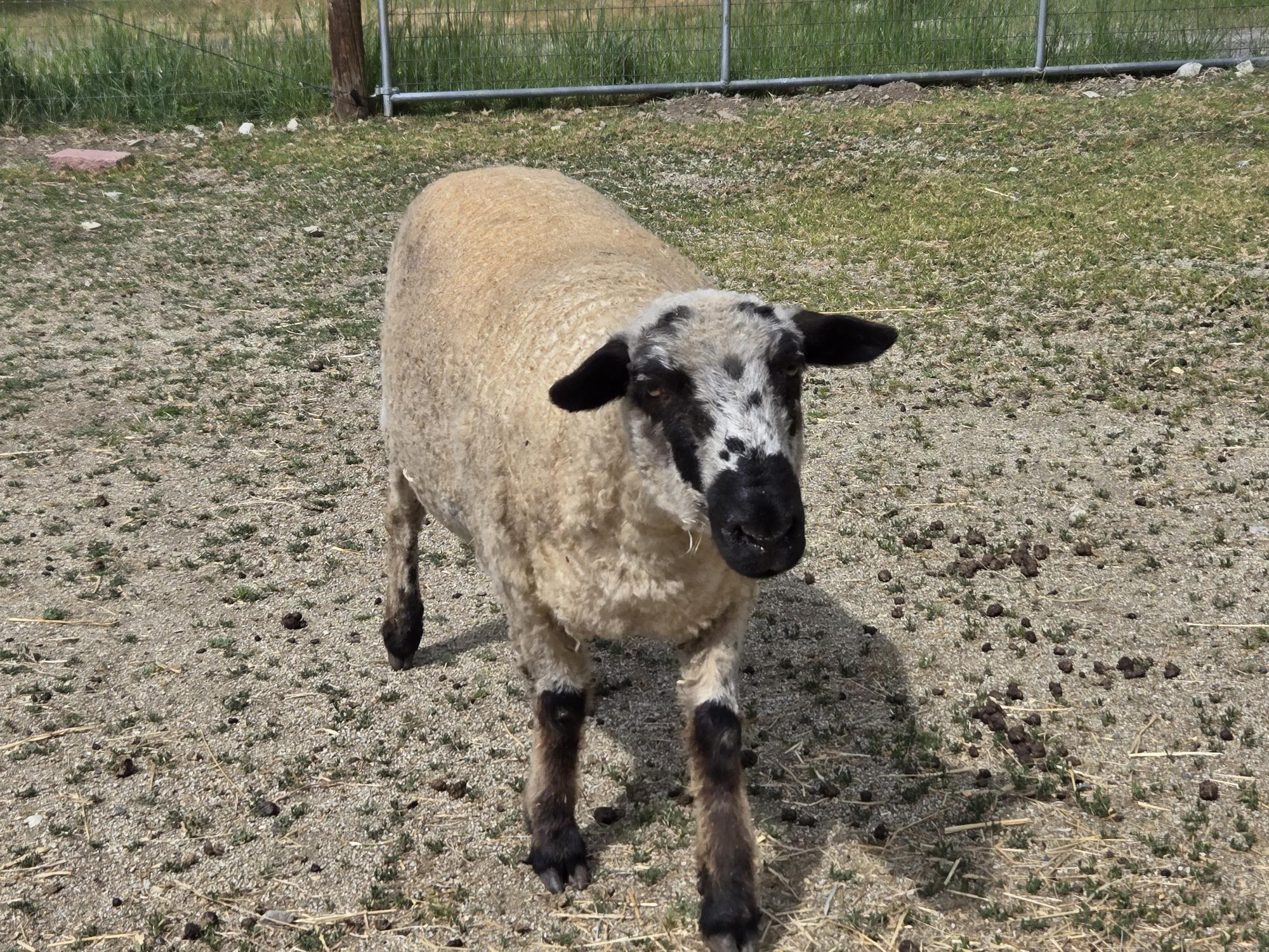 Enlarge Three Woolly Souls, a Adoptable mixed breed in Jacksonville, OR image 3/6