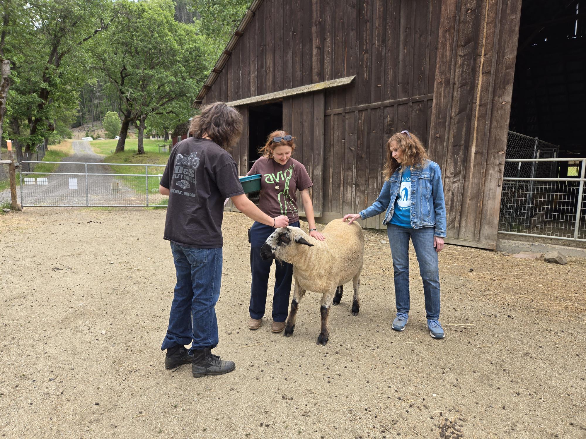 Enlarge Three Woolly Souls, a Adoptable mixed breed in Jacksonville, OR image 5/6