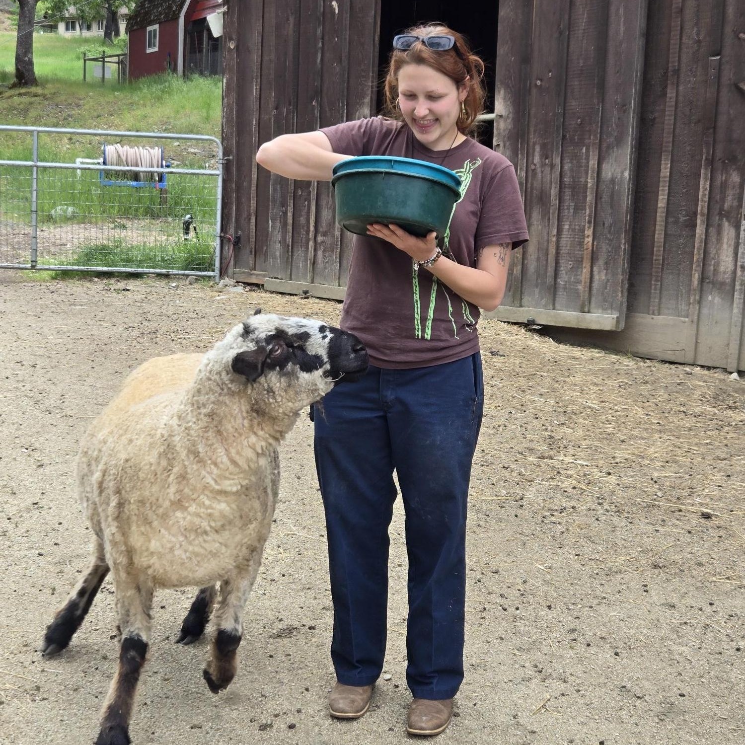 Enlarge Three Woolly Souls, a Adoptable mixed breed in Jacksonville, OR image 2/6