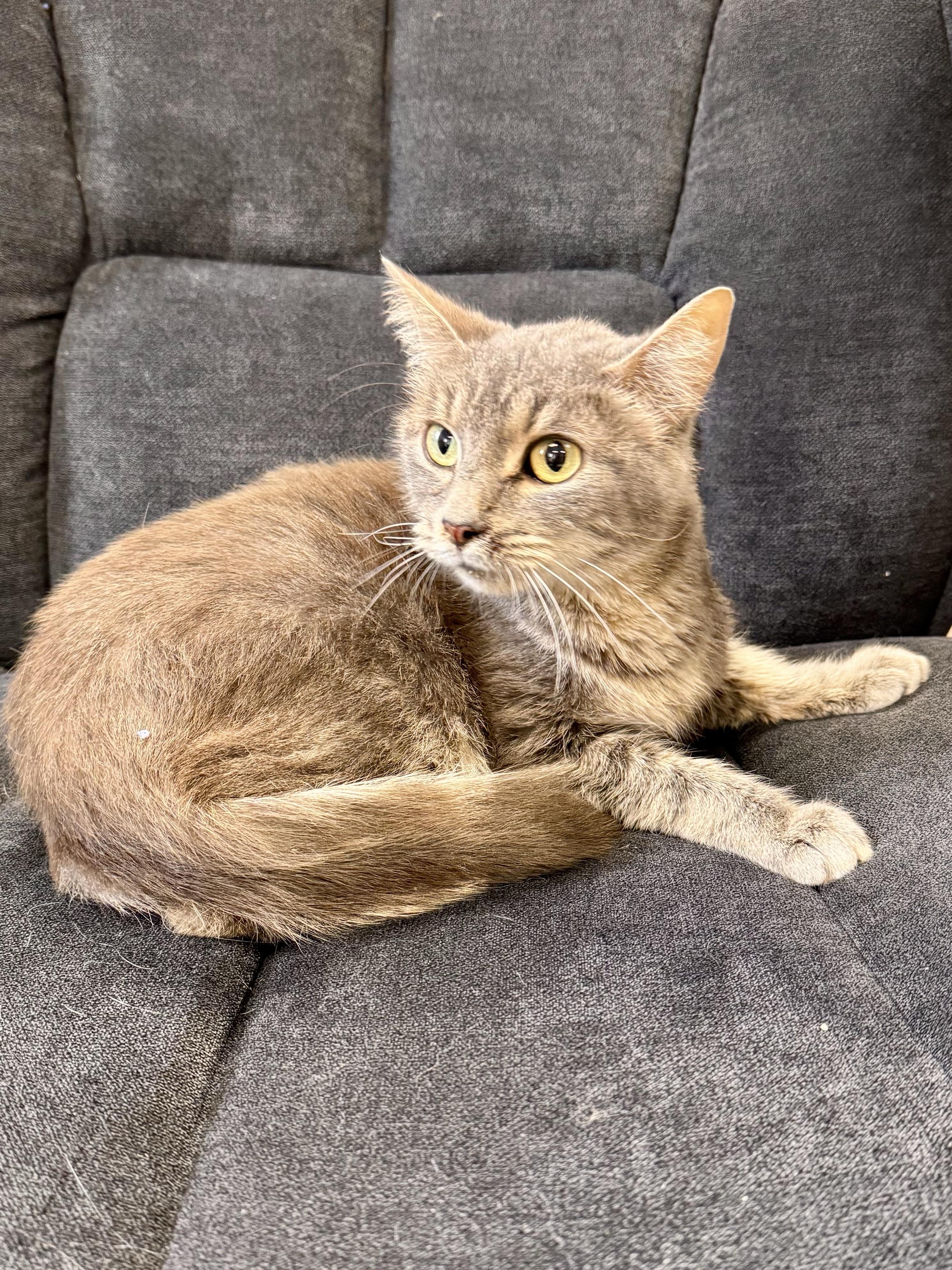 Enlarge Dumpling, a ADOPTABLE Domestic Short Hair in Midland, MI image 5/5