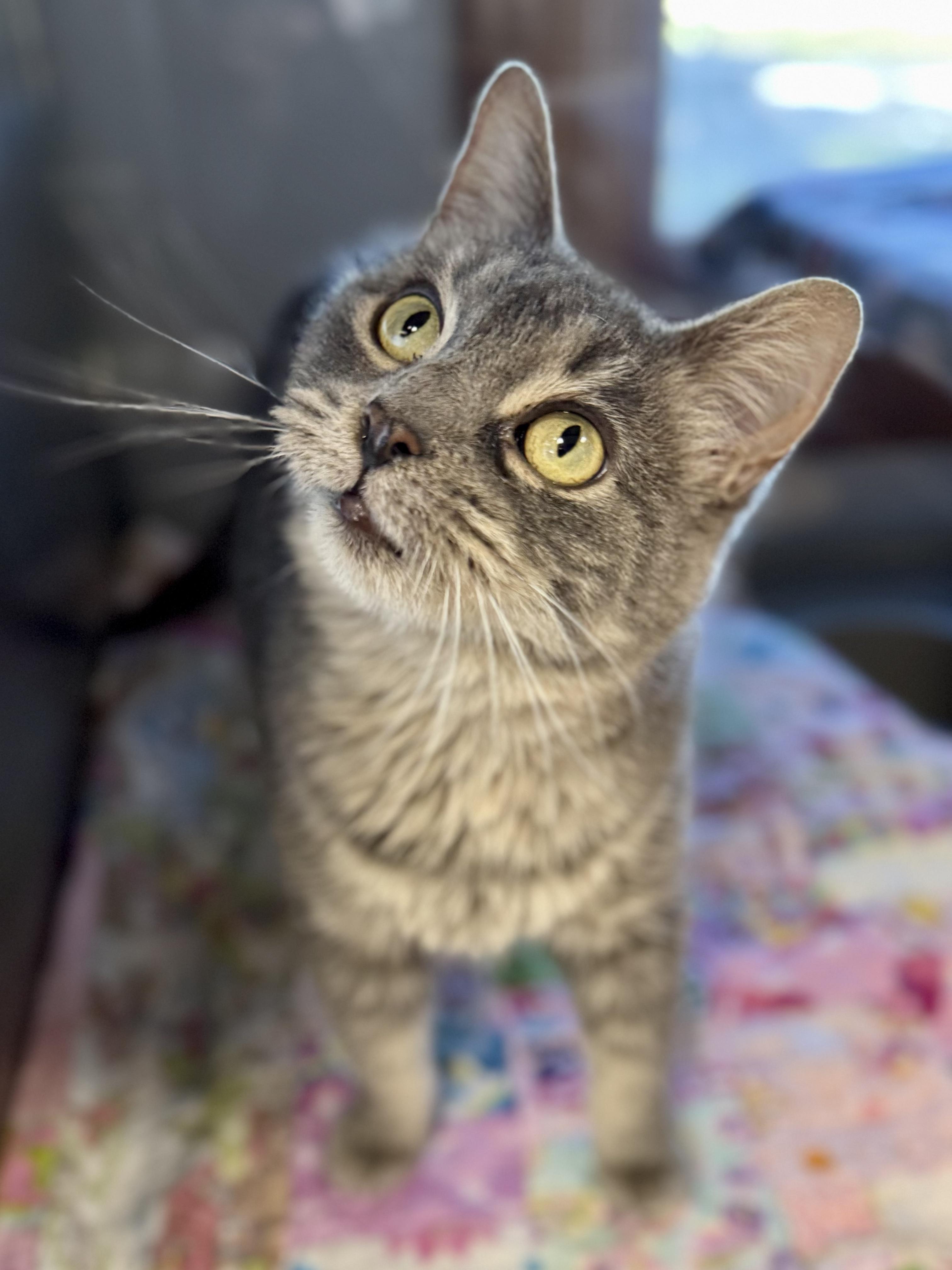 Dumpling, Adoptable, Adult Female Domestic Short Hair.