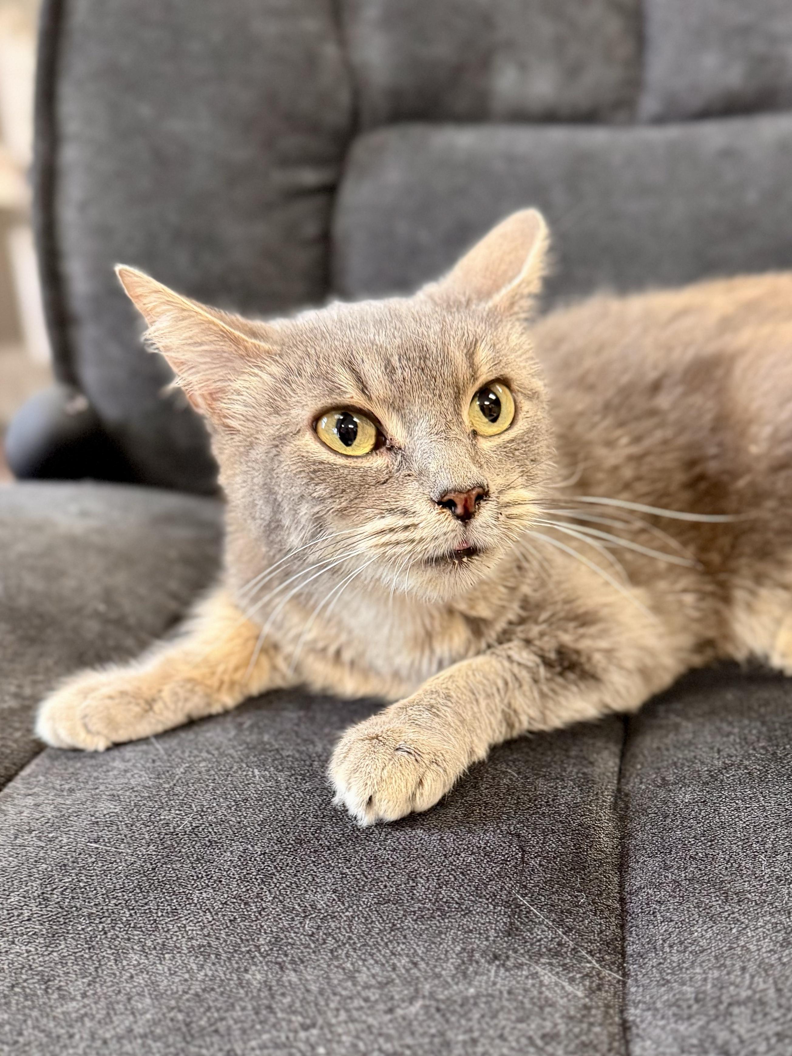 Enlarge Dumpling, a ADOPTABLE Domestic Short Hair in Midland, MI image 3/5
