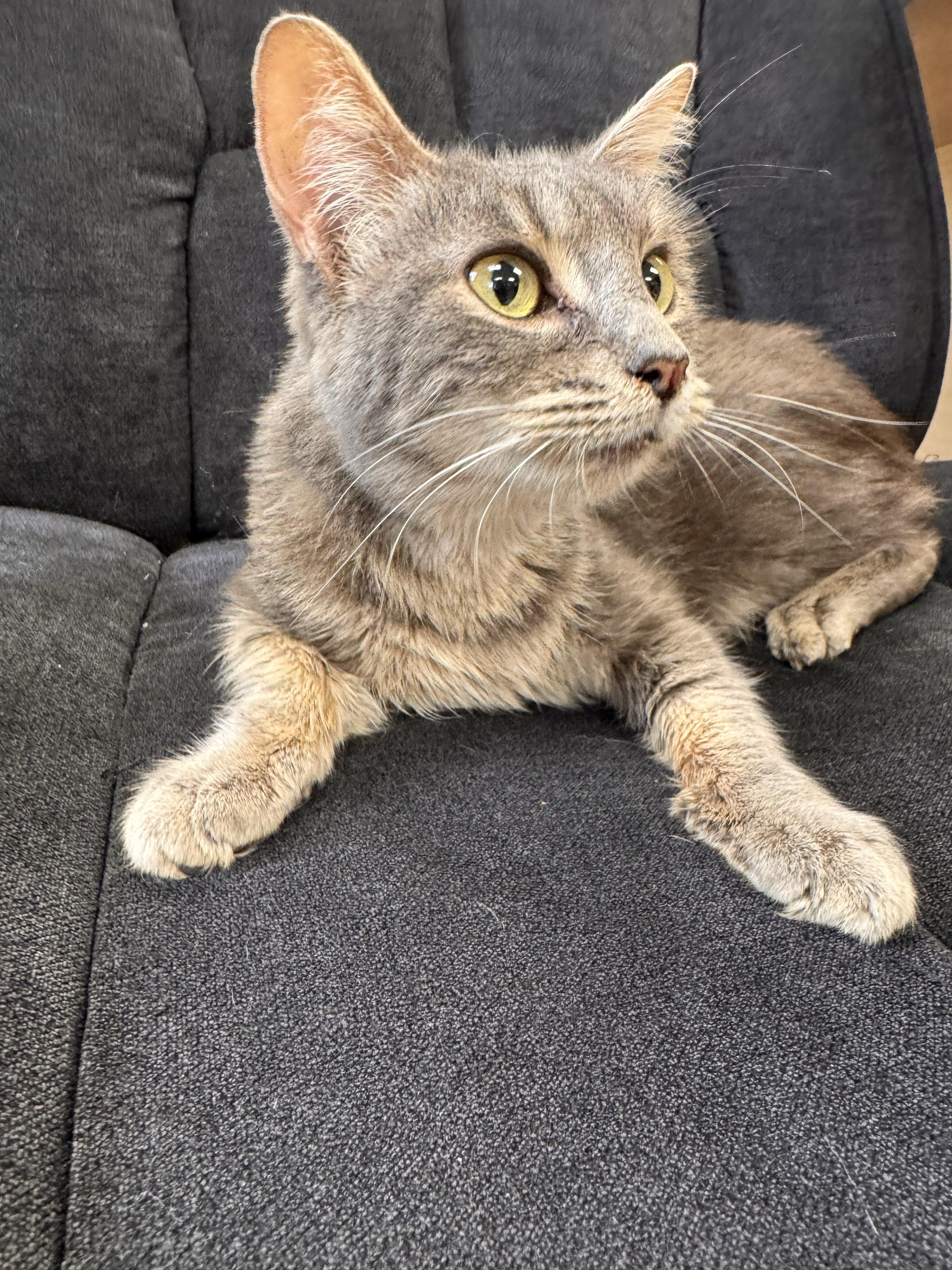 Enlarge Dumpling, a ADOPTABLE Domestic Short Hair in Midland, MI image 4/5