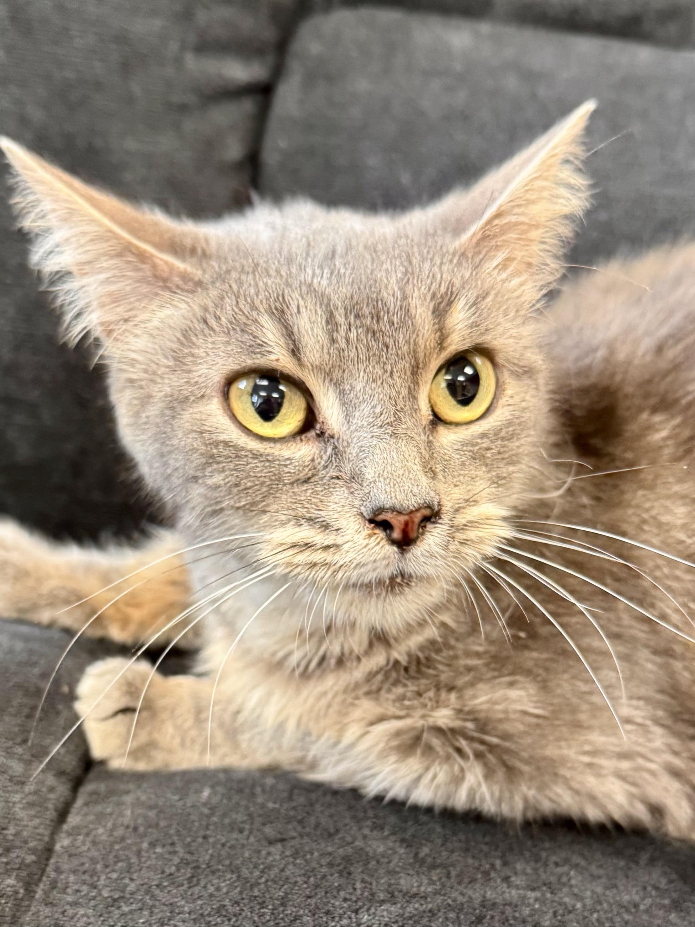 Enlarge Dumpling, a ADOPTABLE Domestic Short Hair in Midland, MI image 2/5
