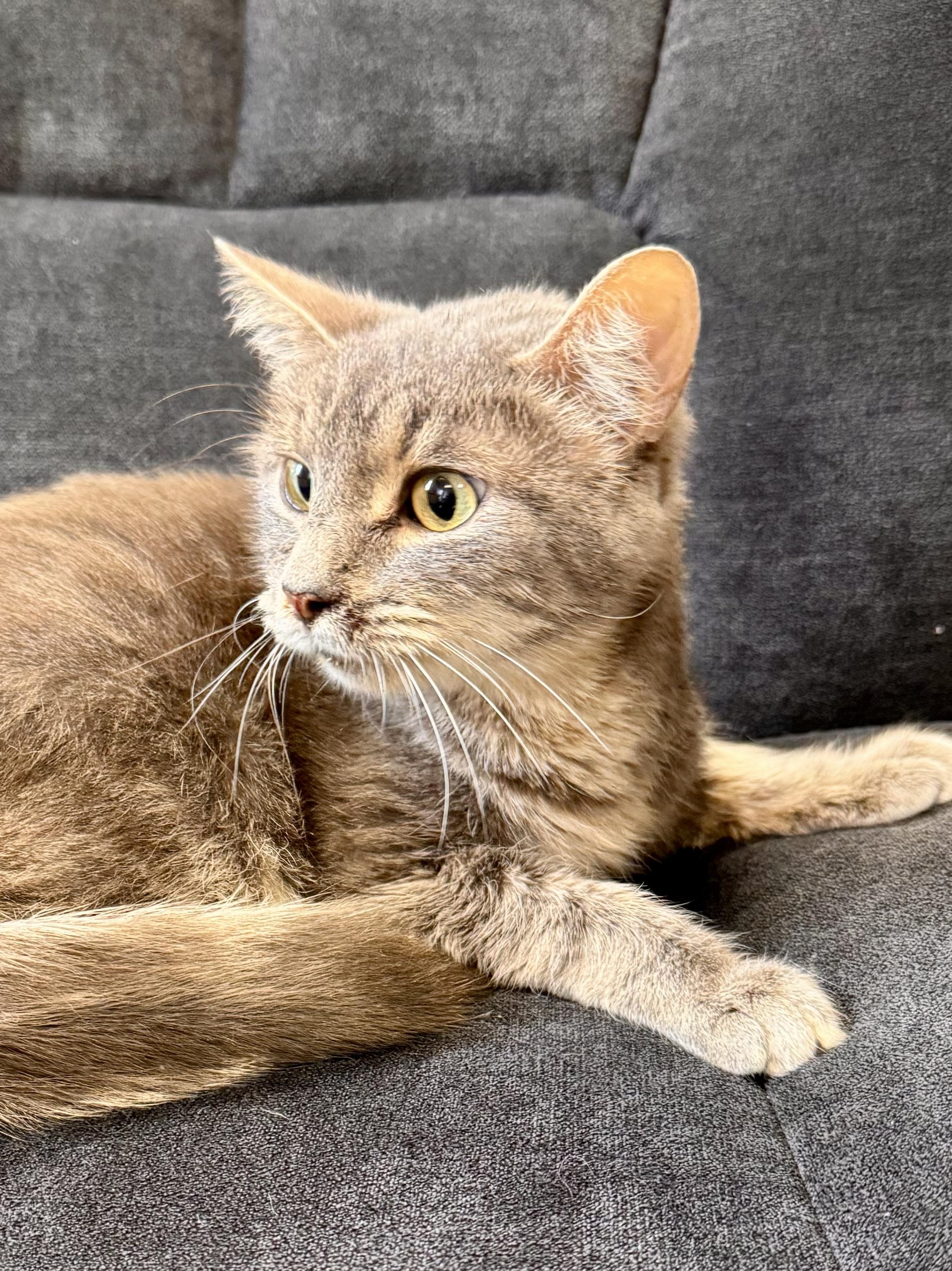 Dumpling, ADOPTABLE, Adult Female Domestic Short Hair.