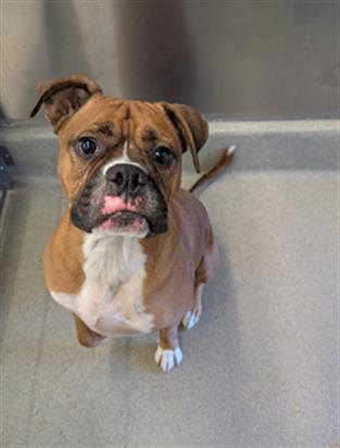 EUGENE, Adoptable, Adult Male Boxer.