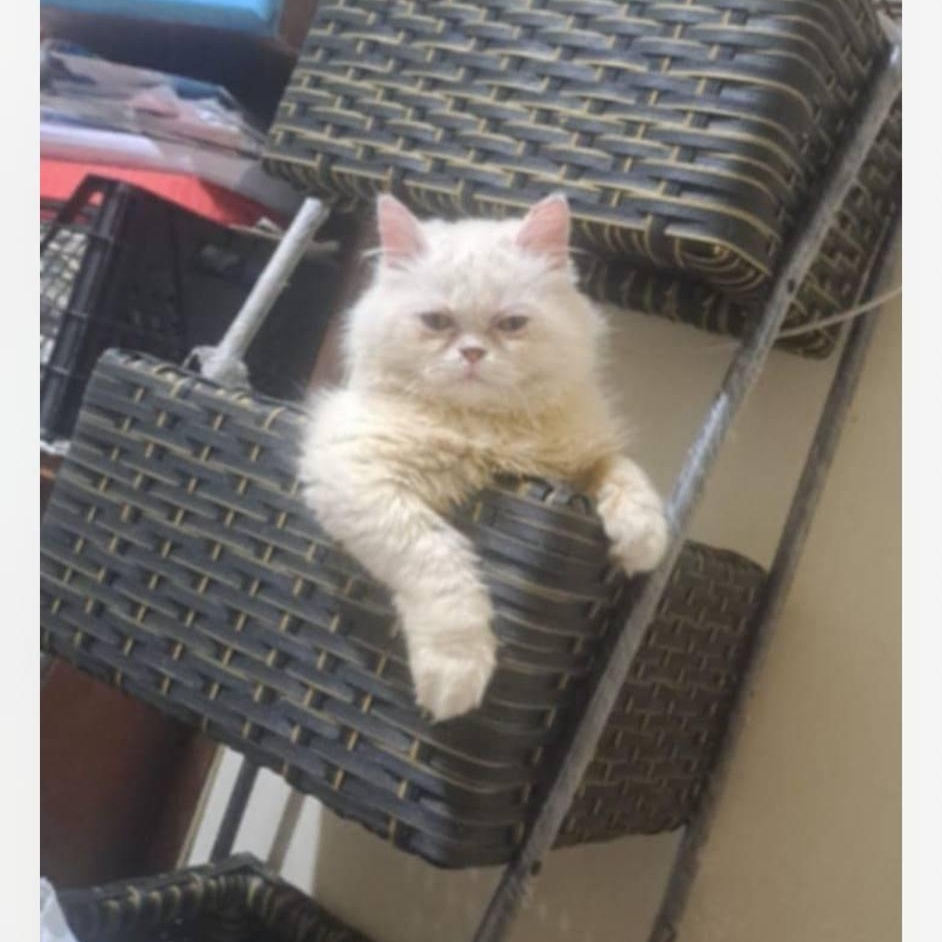 Enlarge Nelly, an adopted Persian in Old Bridge, NJ image 1/1