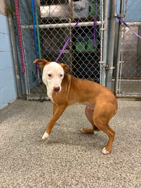 Ozzy, Adoptable, Young Male Hound & Mixed Breed.