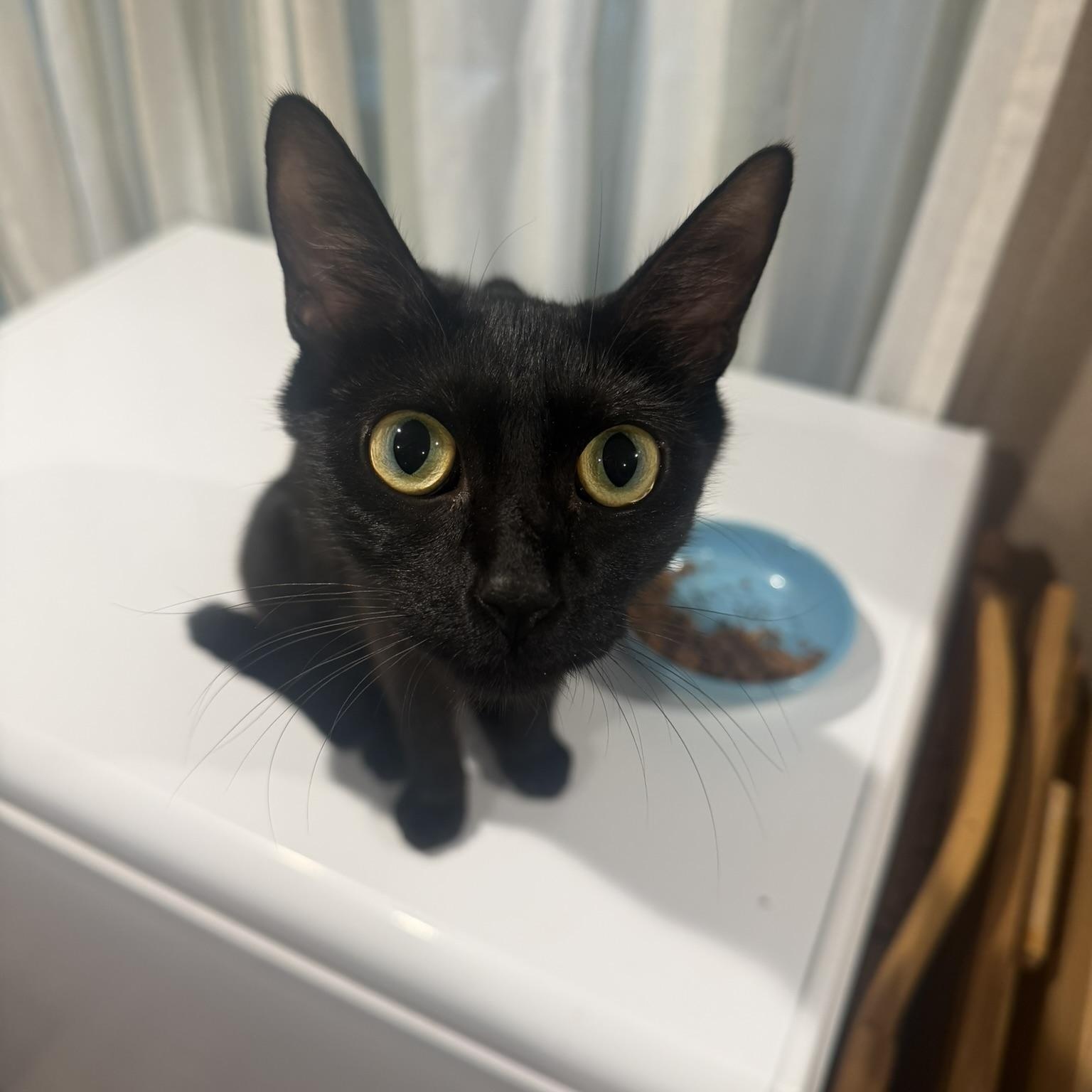 Momma, a ADOPTABLE Domestic Short Hair in Clyde, NC image 3/3