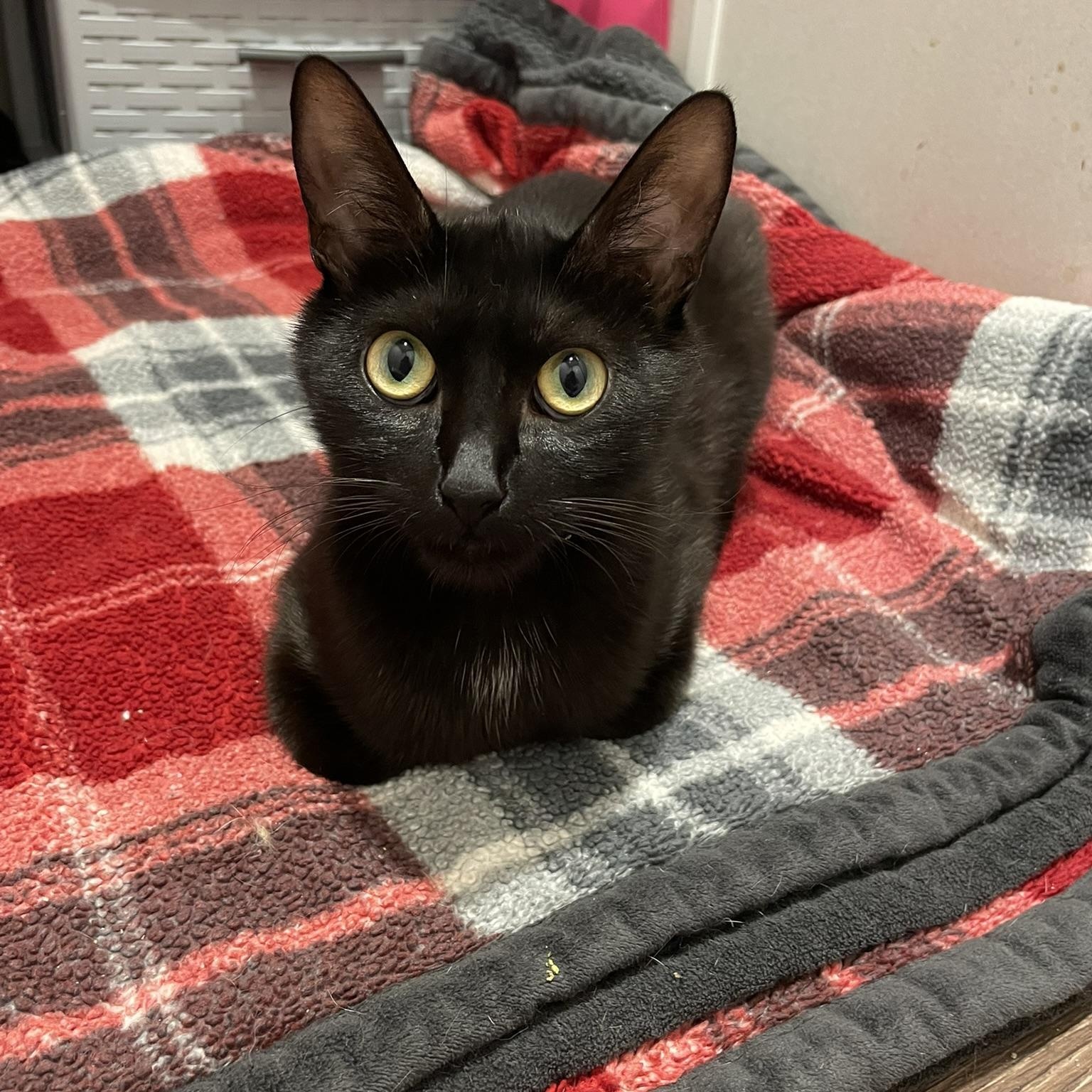 Momma, a ADOPTABLE Domestic Short Hair in Clyde, NC image 2/3