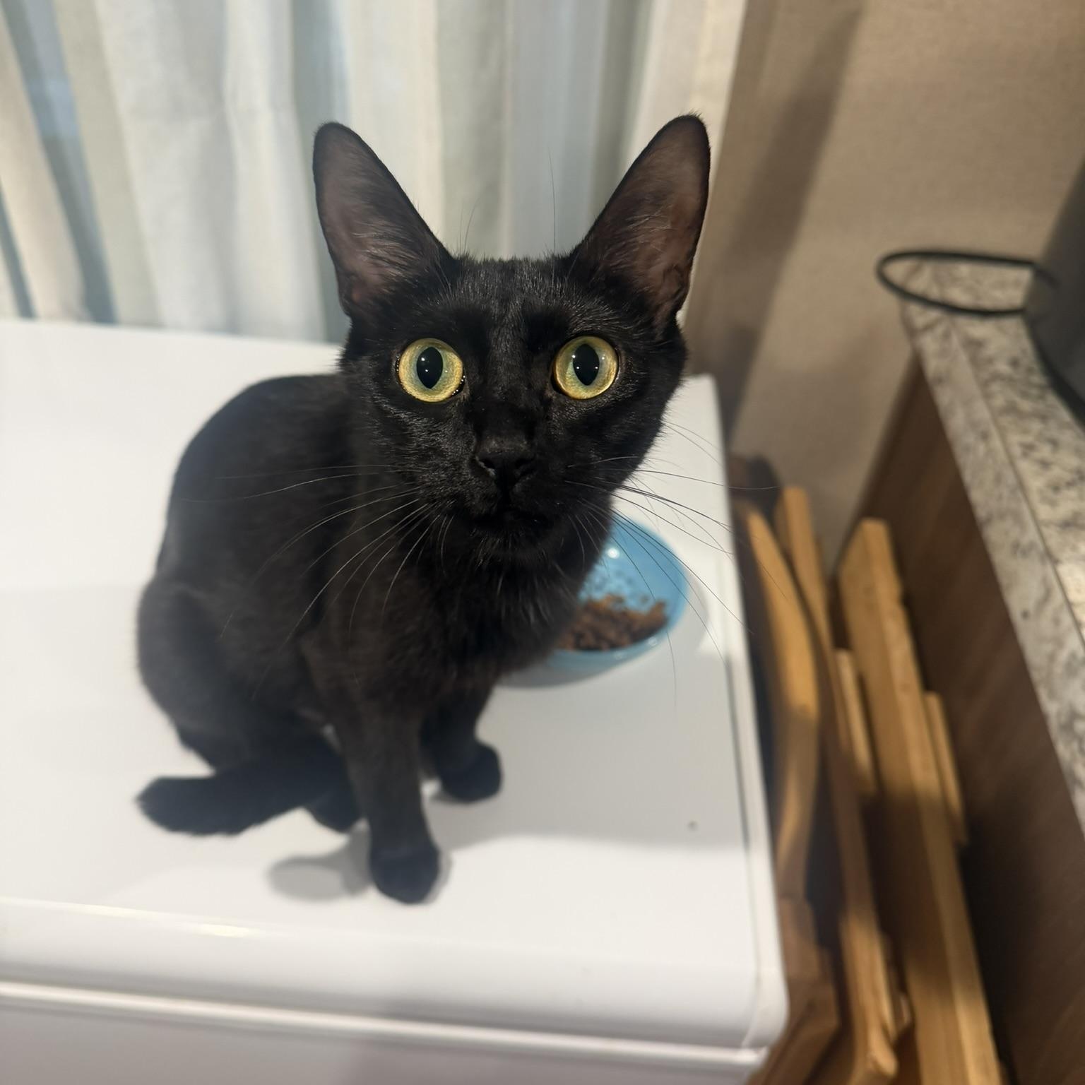 Momma, ADOPTABLE, Adult Female Domestic Short Hair.