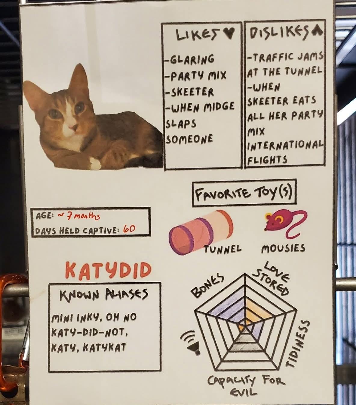 Enlarge Katydid, a Adoptable Domestic Short Hair in Lake Hopatcong, NJ image 2/4