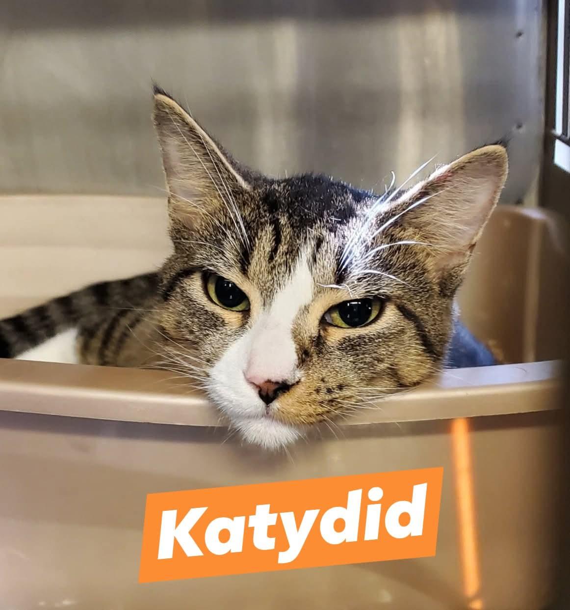 Enlarge Katydid, a Adoptable Domestic Short Hair in Lake Hopatcong, NJ image 3/4