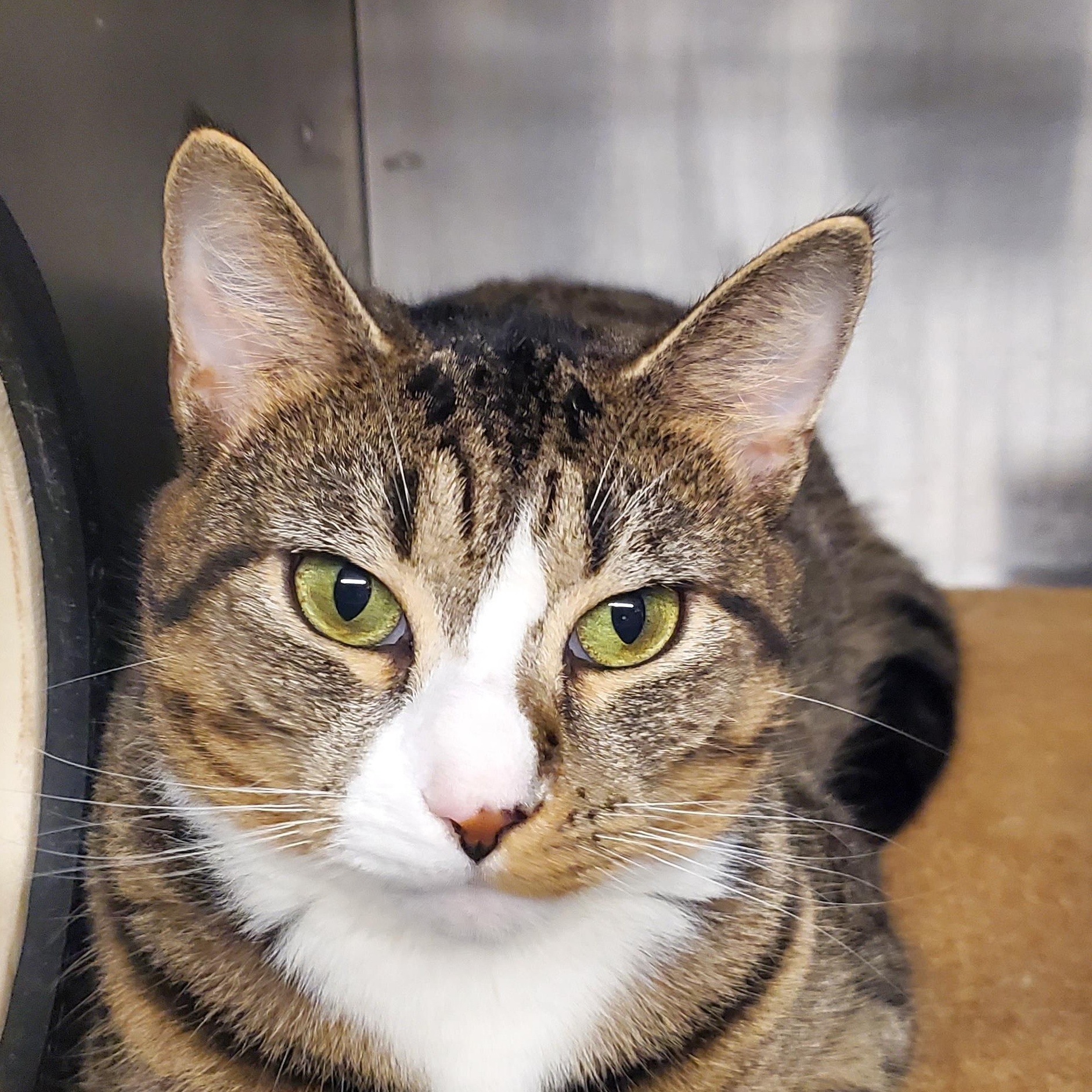 Katydid, a Adoptable Domestic Short Hair in Lake Hopatcong, NJ image 2/5