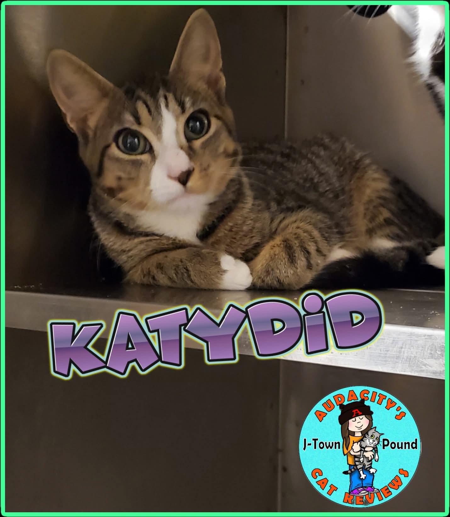 Enlarge Katydid, a Adoptable Domestic Short Hair in Lake Hopatcong, NJ image 1/4