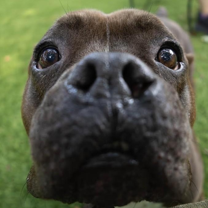 Enlarge Mazie, a Adoptable Mixed Breed in Palm Harbor, FL image 6/6