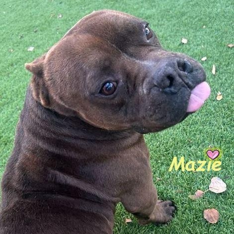 Enlarge Mazie, a Adoptable Mixed Breed in Palm Harbor, FL image 2/6