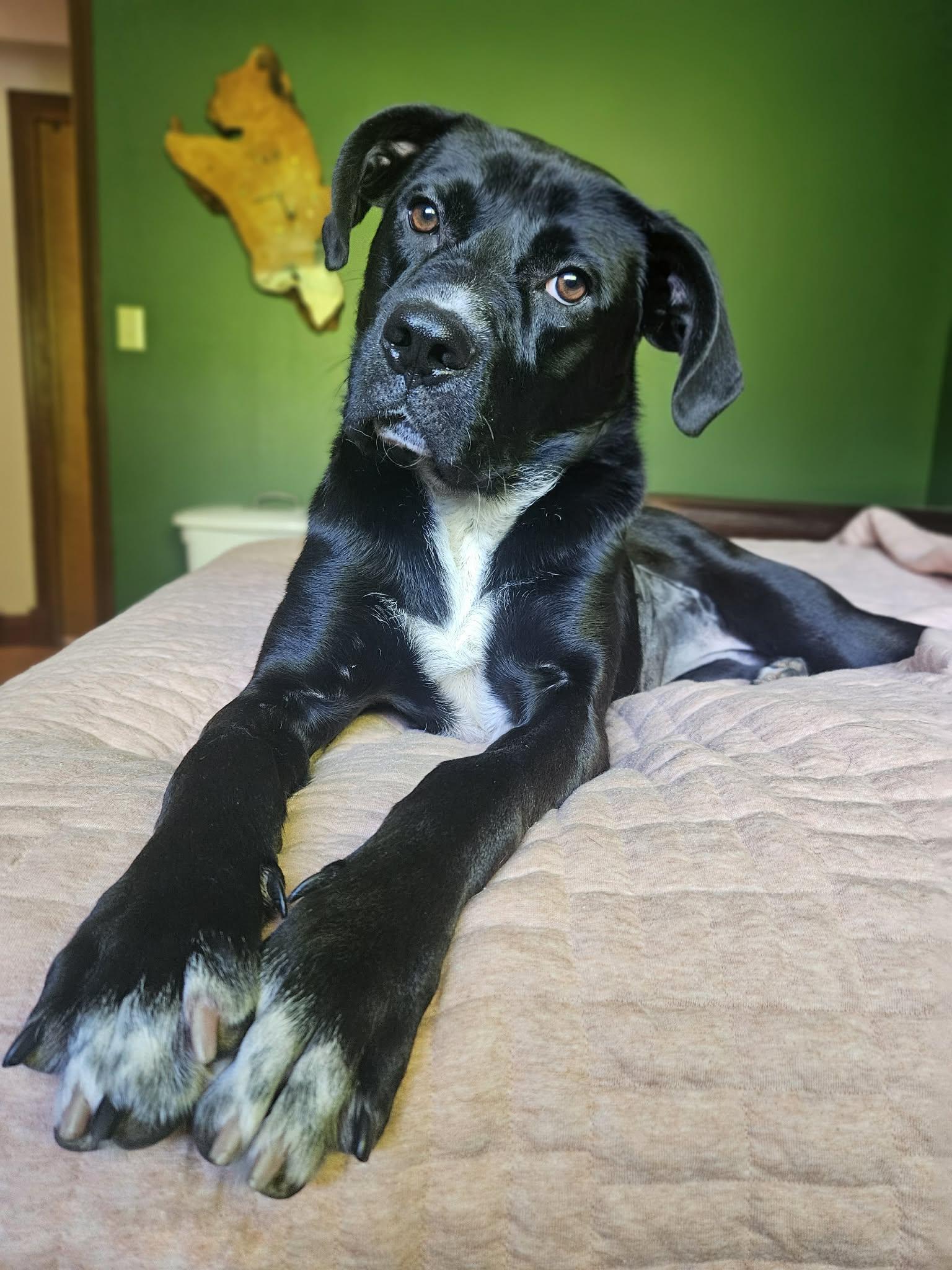 Enlarge Kyla, an adopted mixed breed in Portland, OR image 2/6