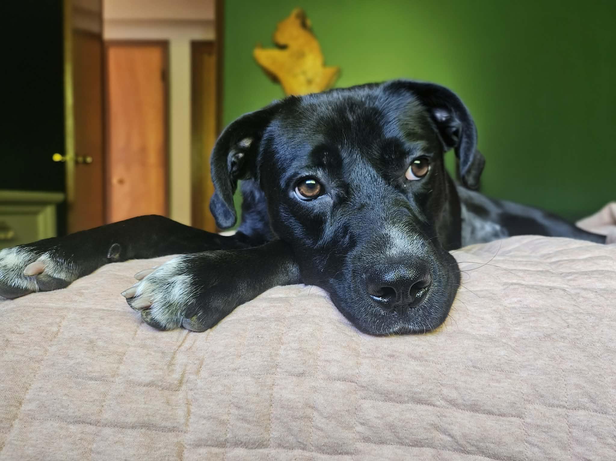 Enlarge Kyla, an adopted mixed breed in Portland, OR image 1/6