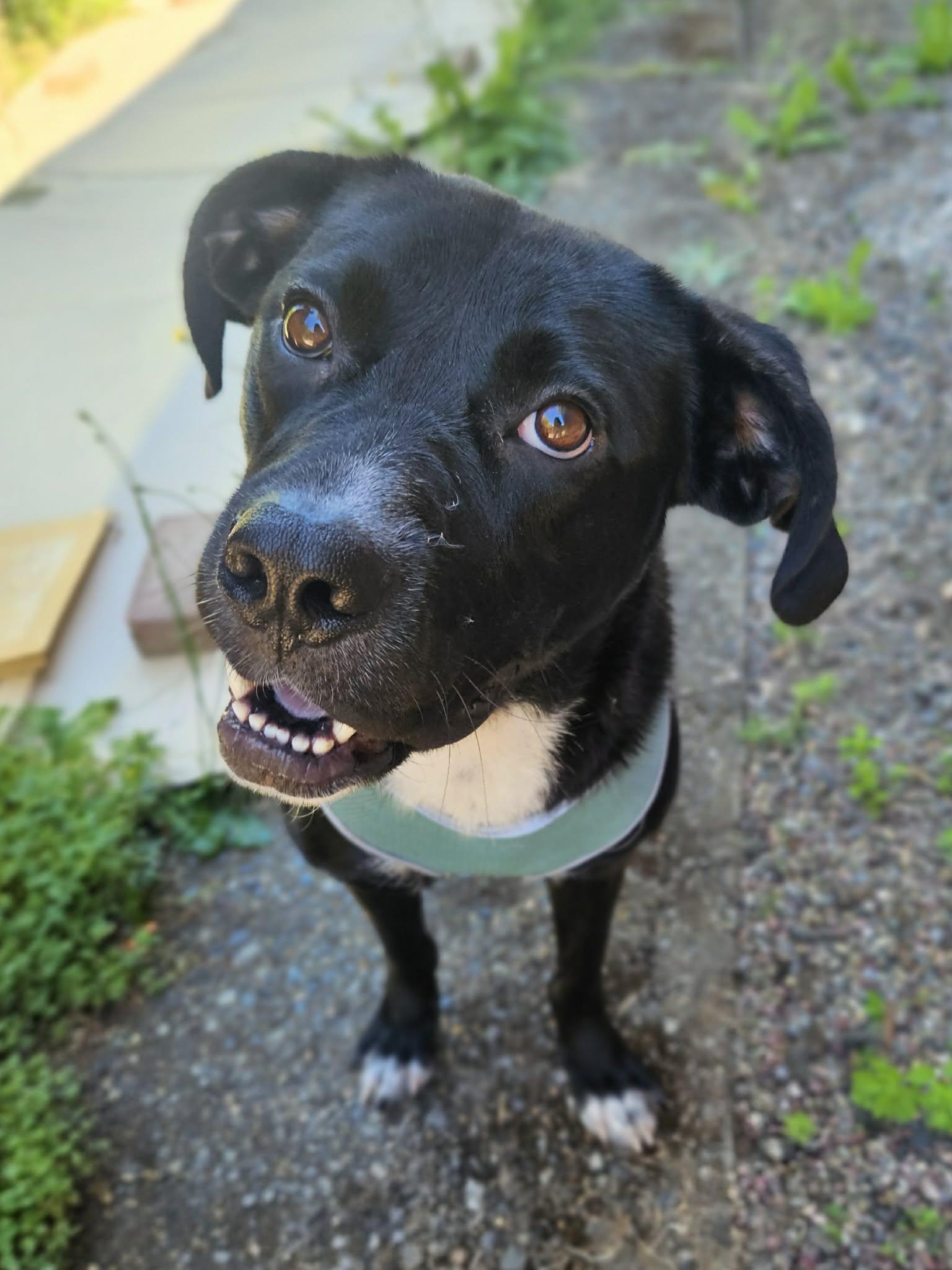 Enlarge Kyla, an adopted mixed breed in Portland, OR image 5/6