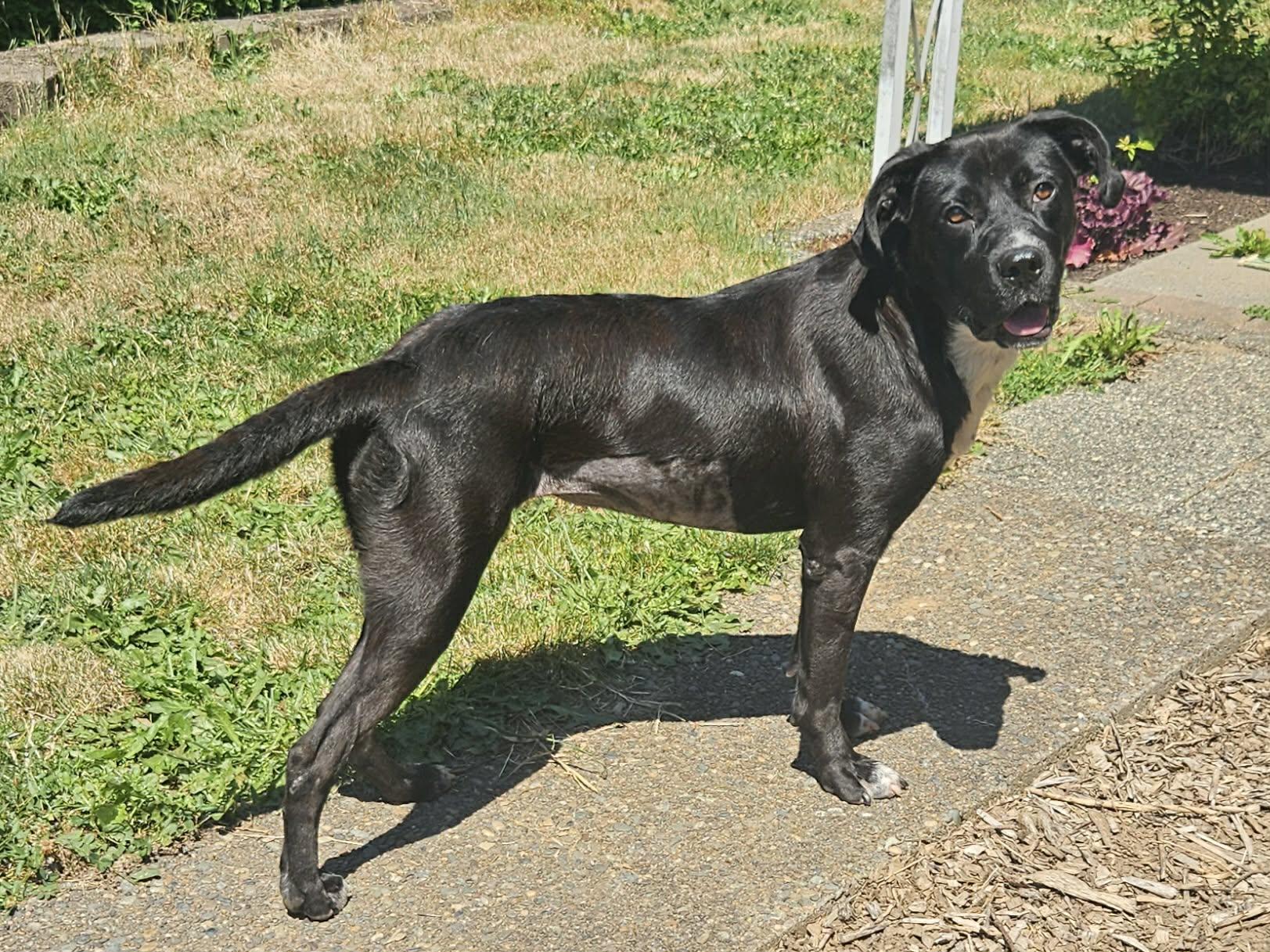 Enlarge Kyla, an adopted mixed breed in Portland, OR image 4/6